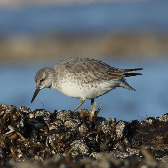 Knot BTO British Trust for Ornithology